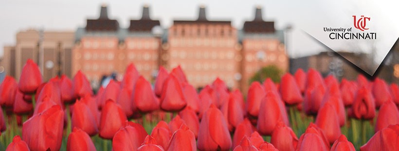 Desktop Background - Tulips